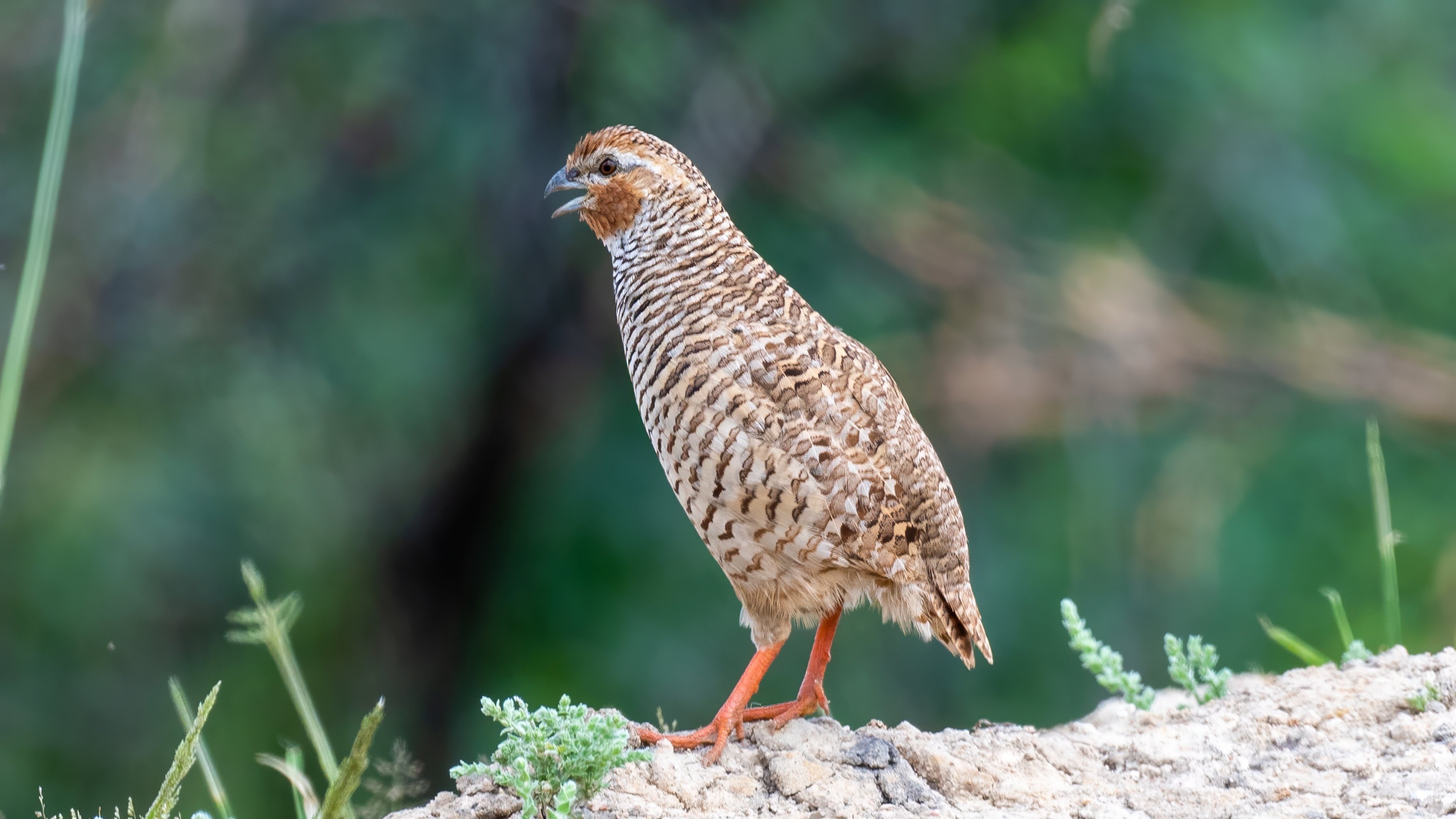 Rock Bush Quail